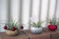 Peacock-Taco-Holiday-Air-Plants_Etsy_42
