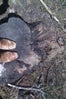 FEET