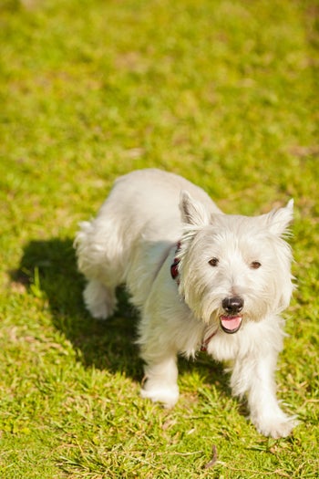 10-andy_lai_photography_refinery29_dogs_0