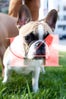 14_Dogs