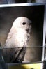 owl 28