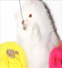 juicy-cats9
