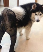 The Latest Viral Trend Puts Pups In Pantyhose, Because That's A Thing Dog-Openers