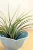 air-plant