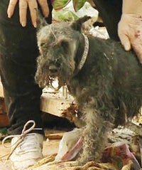 Grab Some Tissues: Video Shows Tornado Survivor Finding Lost Pup On Air dog