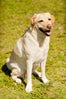 11-andy_lai_photography_refinery29_dogs_1-(1)