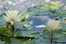 miami-botanical-facebook