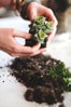 diy gardening project