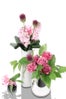 hbloom
