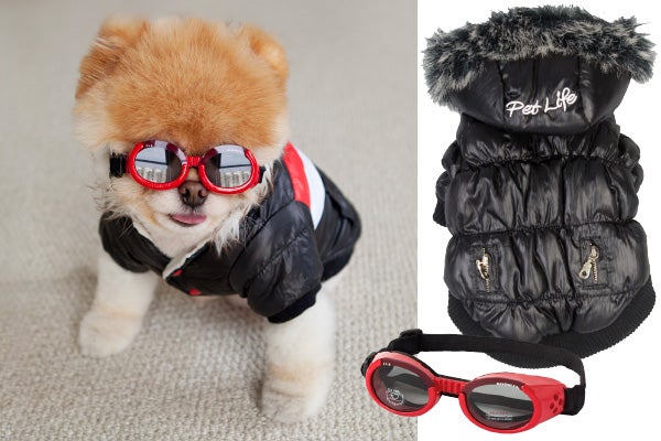 boo dog fashion