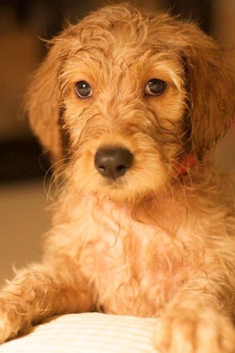 mydoggrooming