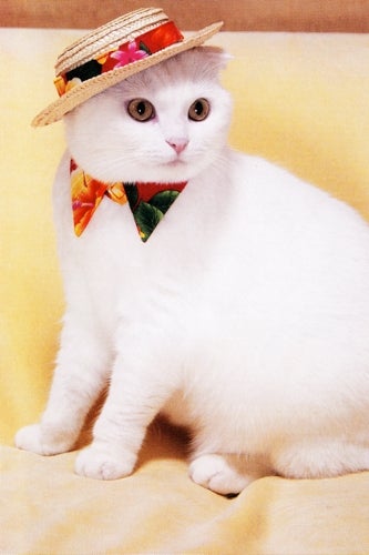 panama-hat-cat
