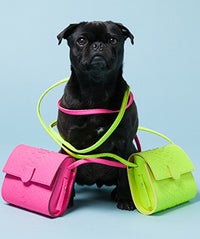 Too Cute: Avenue 32 Stages A Puppy Photo Shoot Avenue32opener