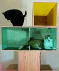 CatShowOpener