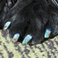 paws