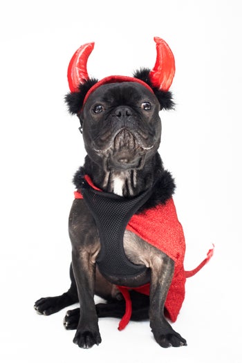 08_Motek_Devil_FrenchBulld