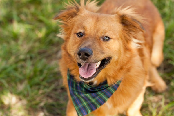 02-andy_lai_photography_refinery29_dogs_1