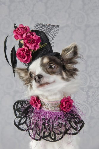 Dog Vogue, 235% Better Than Real Vogue