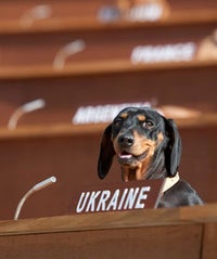 It's Friday — Treat Yourself To A Model U.N. Made Up Of Wiener Dogs dachsund-UN