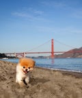 Boo Little Dog In Big City