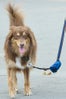 Amanda_Seyfried_dog