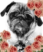 Greatest. Sample. Sale. Ever — There Will Be Puppies! sample-sale-animal-Best-Friends-280