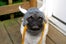 pug_viking