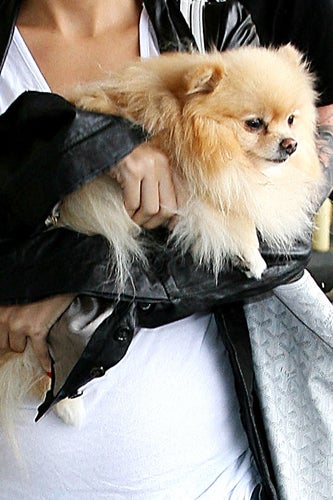 NicoleRichie_Dog