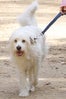 Olivia_Wilde_dog