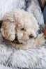 Lady_Gaga_dog