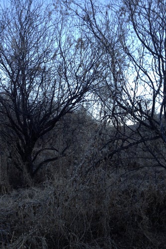arizona5