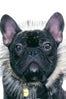 nars-marcel-dog-6