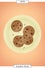 FadDiet_7_Cookies