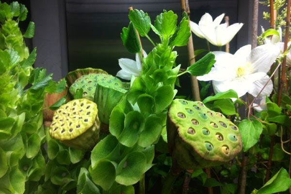 plants-close-up