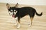 Cutest Shop Dogs In San Francisco Eco Citizen