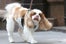 Liv_Tyler_dog