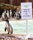 zoo-census-opne