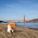 Boo Little Dog In Big City