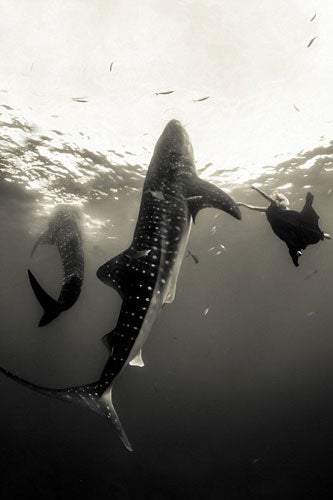 whaleshark-1
