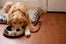 Cutest Shop Dogs In San Francisco Wonderland