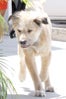 Eva_Mendes_Dog