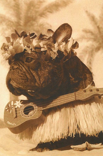 nars-marcel-dog-7