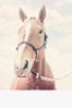 02_Etsy_Apples-and-Oatsslide